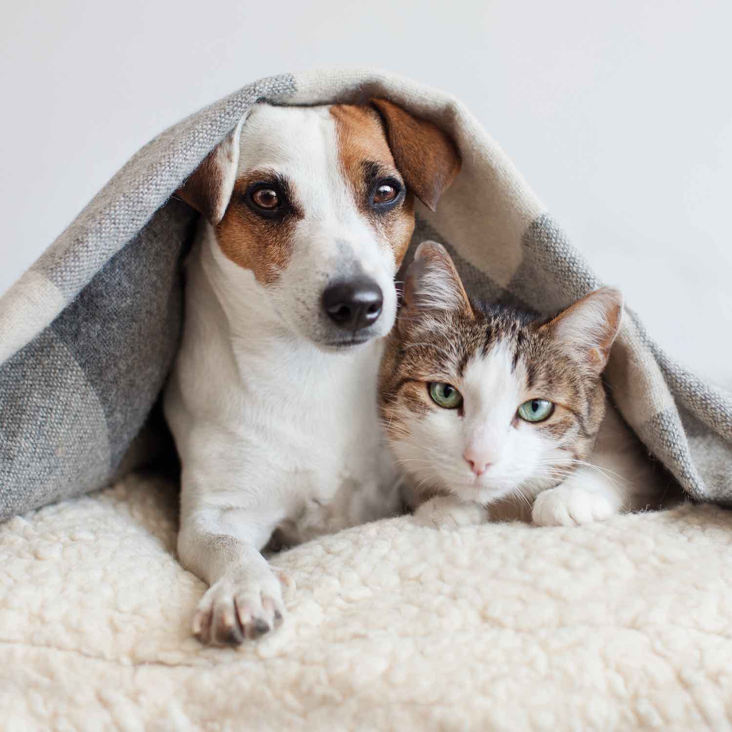 Produits vétérinaires, Pharmacie du Centre, Bolbec